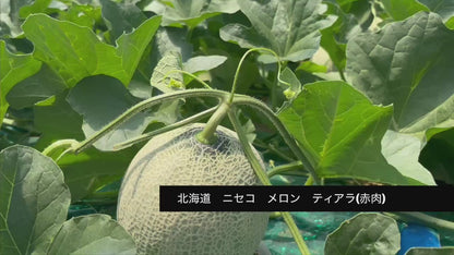 ニセコの直売所から直送　朝どれ赤肉メロン